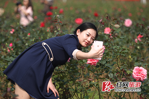 正逢“三八”妇女节，儋州爱尚玫瑰产业园受到女游客欢迎。