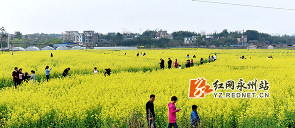 油菜花田间