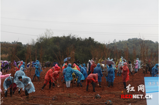两型志愿者们栽植桂花、樱花等树苗。