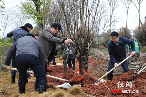攸县县委副书记、县长龚红果(右一)在植树。