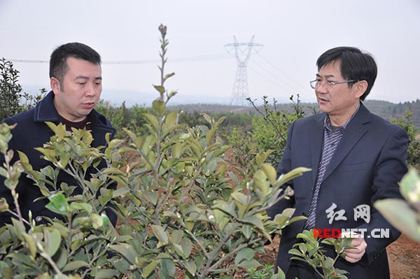 中国油茶之乡常宁推进油茶产业精细化发展