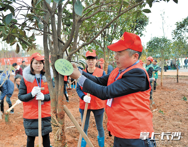 　　为美丽“绿心”建设，天心区组织600多名志愿者前往暮云片区植树造林。长沙晚报记者 邹麟 摄
