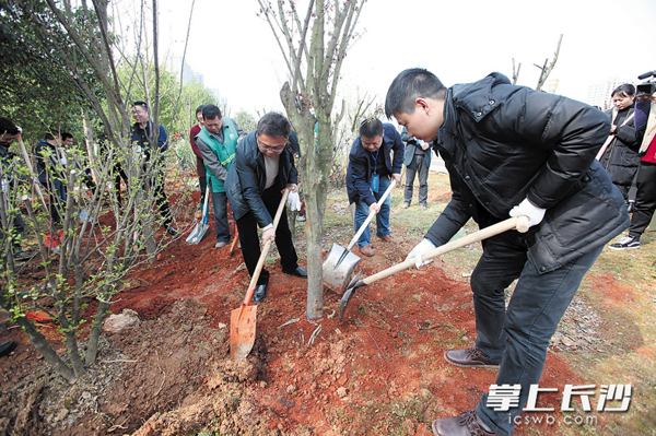 昨日，芙蓉区一场“我为浏阳河畔添抹绿”活动吸引400名干部群众植树播绿。 长沙晚报记者 胡媛媛 摄