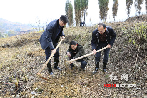 隆回县委书记赵湘明（左）与县林业局长张伯赞（右）在栽桃树