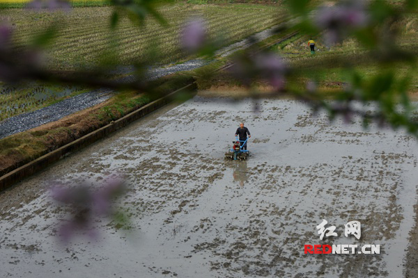 3月11日,双峰县井字镇芳桂村集中育秧点,村民在翻耕水田准备做秧田