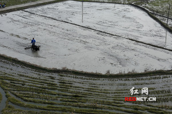 3月11日,双峰县井字镇石咀村集中育秧点,村民在翻耕水田准备做秧田