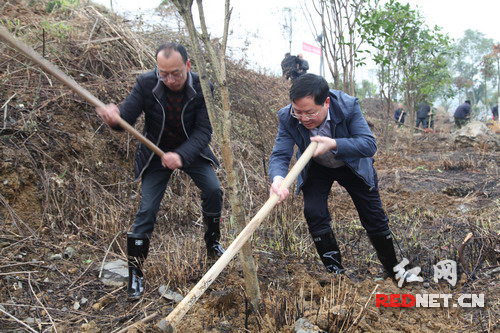 隆回县委副书记、县长马健强（右）与县林业局长张伯赞（左）在栽树