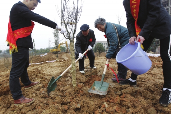 3月12日，长沙湘江南路黑石铺大桥附近，80岁的颜爹爹和老伴正在植树。图/记者华剑