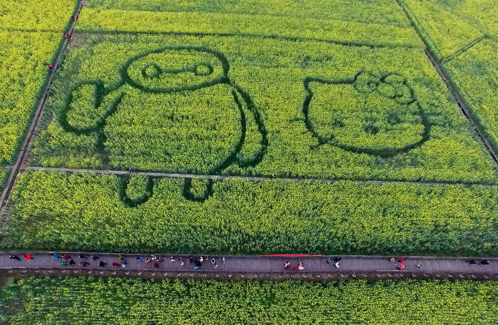 3月12日在四川省广汉市西高镇航拍的油菜花田中的“大白”和“凯蒂猫”卡通图案。   新华社发（邱海鹰 摄）