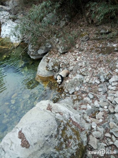 村民偶遇野生大熊猫喝水身体摇摆似“醉水”（图）