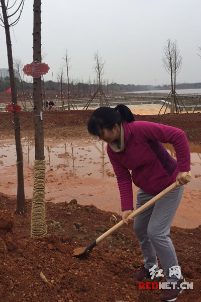 湘潭市九华区地税局的干部职工在九华湖公园栽种树苗。
