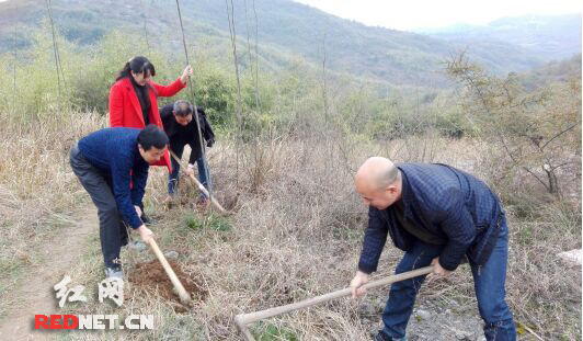 挖土刨坑,团结协作。