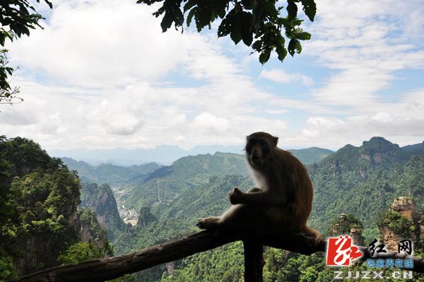 张家界黄石寨景区面向全球征集100幅“猴图” 总稿酬10.