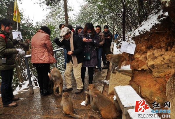 张家界黄石寨景区面向全球征集100幅“猴图”  总稿酬10.