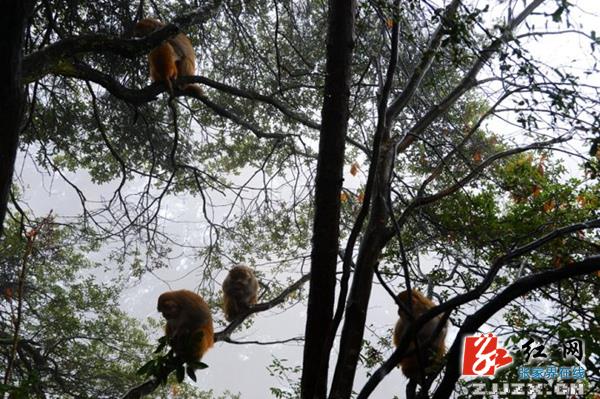 张家界黄石寨景区面向全球征集100幅“猴图” 总稿酬10.