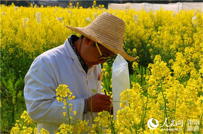 正在做油菜花实验的“网红师兄”