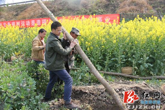 书记、县长带头 为常张高速公路慈利段绿化带添绿