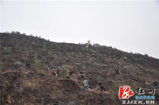 桑植县领导与群众一道义务植树 共建美丽生态家园