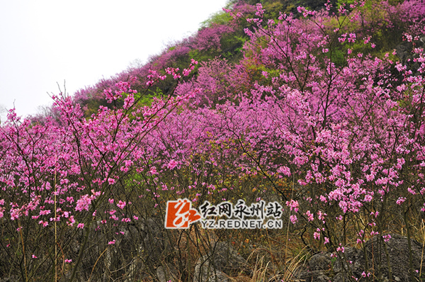 层层叠叠的紫荆花开遍山岭