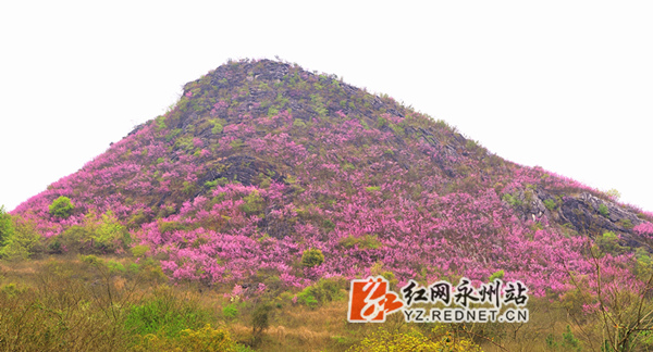 嫣红如霞的螺丝山，绝美壮观