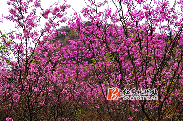 艳丽似火，密密麻麻的紫荆花