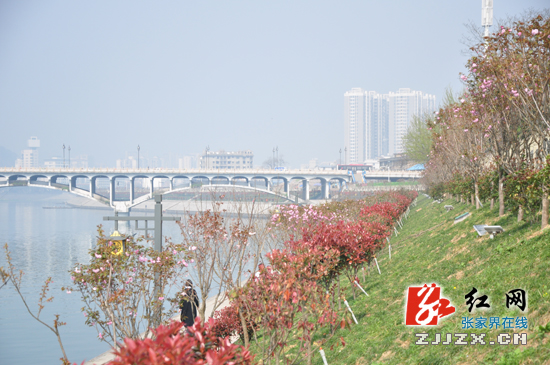 【重点工程追踪】张家界:宝塔岗滨河路二期工程动工建设