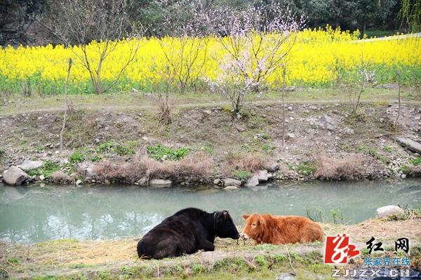 桃李争妍春色美  张家界武陵源乡村风光惹人醉
