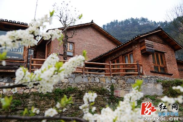 桃李争妍春色美  张家界武陵源乡村风光惹人醉