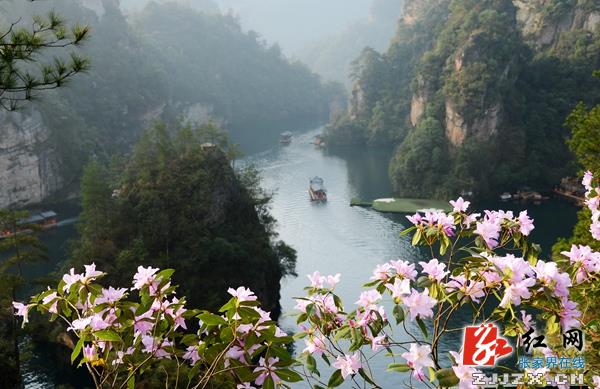 张家界宝峰湖景区杜鹃盛开游人欢