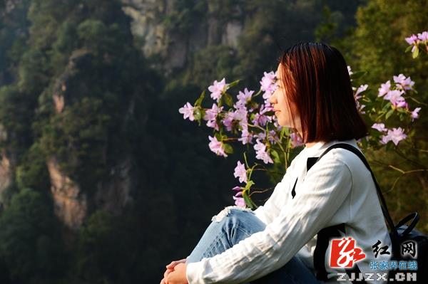 张家界宝峰湖景区杜鹃盛开游人欢