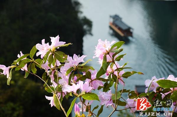 张家界宝峰湖景区杜鹃盛开游人欢