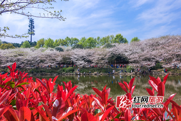 花香四溢，春色满园的植物园内游人如织。