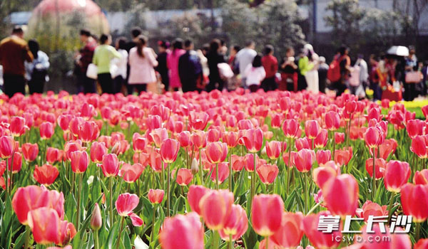 昨日，省森林植物园等市内公园游人如织，市民们赏花看景，感受春天的气息。长沙晚报记者 周柏平 通讯员 彭炜 摄影报道