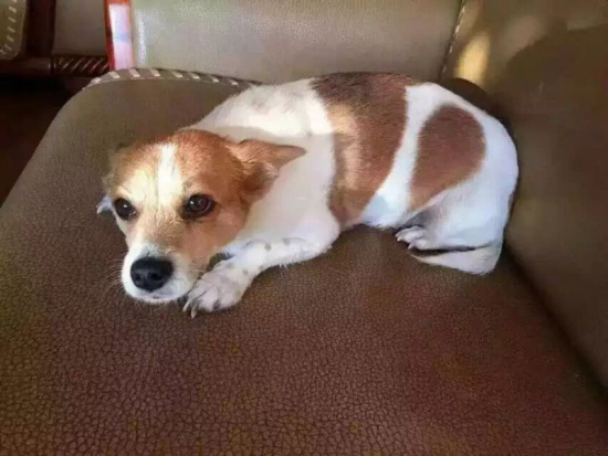 女子悬赏10万寻丢失宠物狗称婆婆哭了一夜(图)