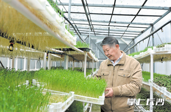 昨日，喻建德先生正在大棚里查看芽苗菜的生长情况。长沙晚报记者 邹麟 摄