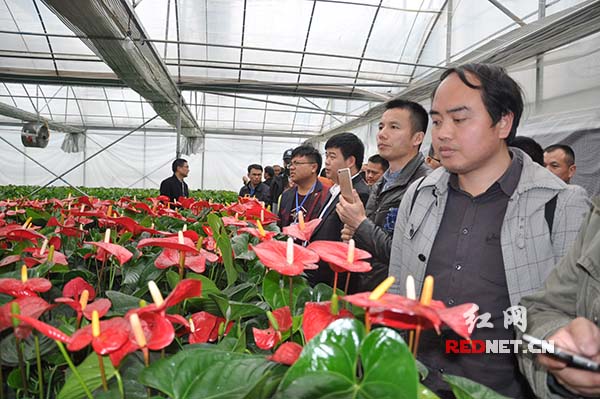 全省扶贫工作培训人员来到花垣县苗汉子花卉基地参观学习。