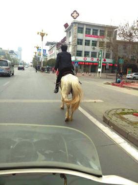 小伙买马后没人愿送在城区“自驾”回家（图）