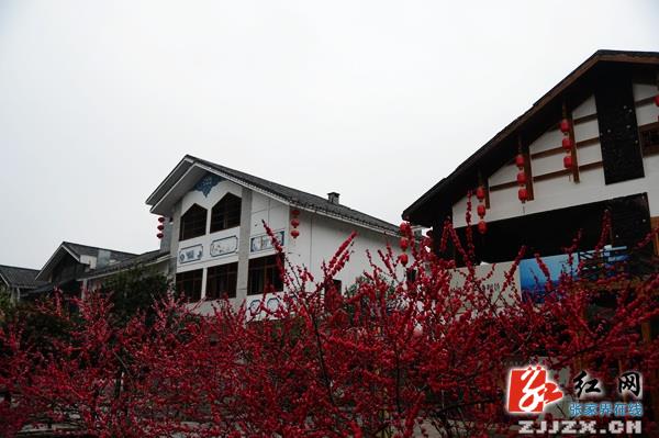 桃红柳绿秀水欢唱 武陵源索溪河春光如画