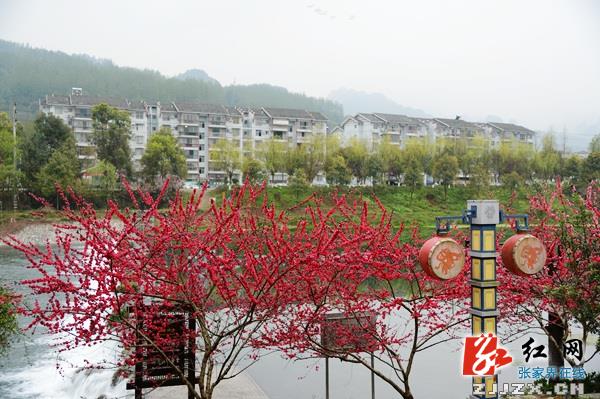 桃红柳绿秀水欢唱 武陵源索溪河春光如画
