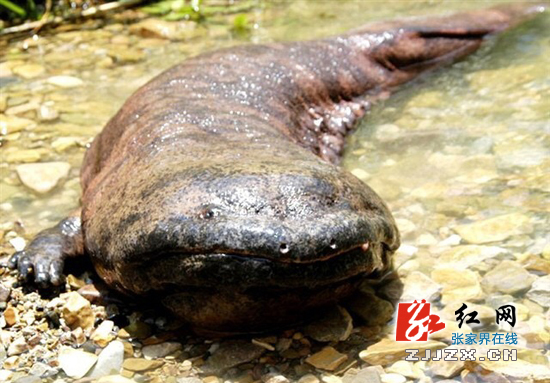 张家界：“鲵”的新形象 由你来定！