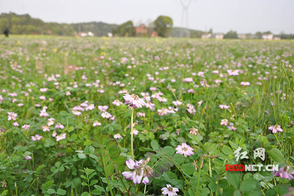 醴陵市茶山镇千亩绿肥示范片的紫云英盛开。