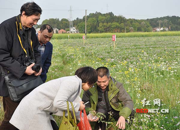 湖南省微生物研究院助理研究员准备带几株紫云英回去研究。