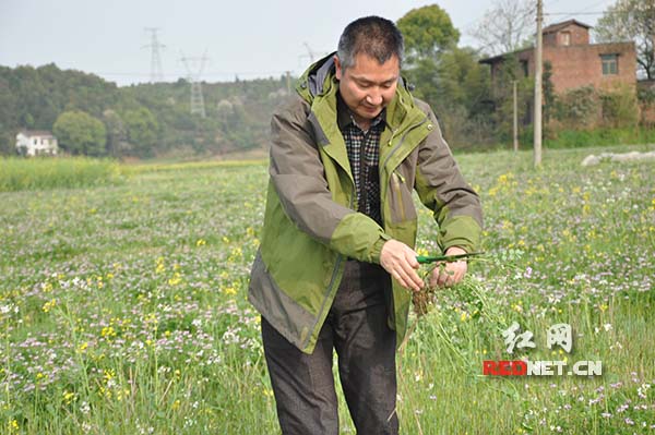 绿肥工作者在茶山镇千亩绿肥示范片里挖紫云英。