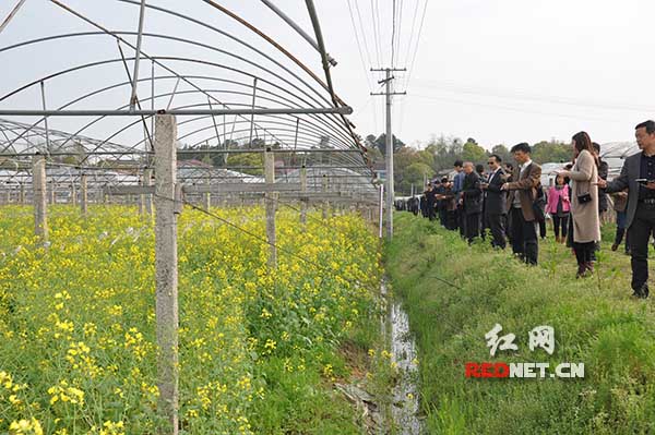 全省绿肥工作者参观醴陵市古城神龙生态葡萄园百亩肥用油菜示范片，油菜种植在葡萄树间隙。