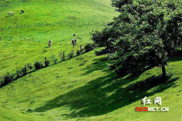 南山牧场坐落于城步南部气候优越的崇山峻岭之上。