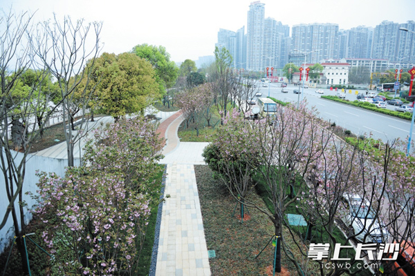 湘江风光带银盆岭大桥至北辰滨江公园标准示范段已完工并开放，乔木、灌木和花草相间种植，形成多重立体景观。 长沙晚报记者 余劭劼 摄