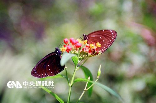 紫斑蝶过境云林林内天气放晴满天飞舞（图）