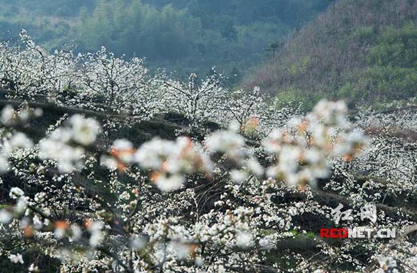邵阳城步县儒林镇白岩山村几百亩苗香梨梨花竞相开放。
