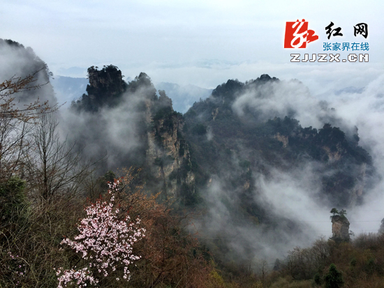 张家界天子山云雾飘渺绕峰峦（图）