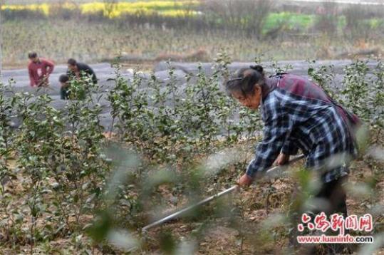安徽76岁农村老妇创业种茶:为儿还债 为儿媳治病